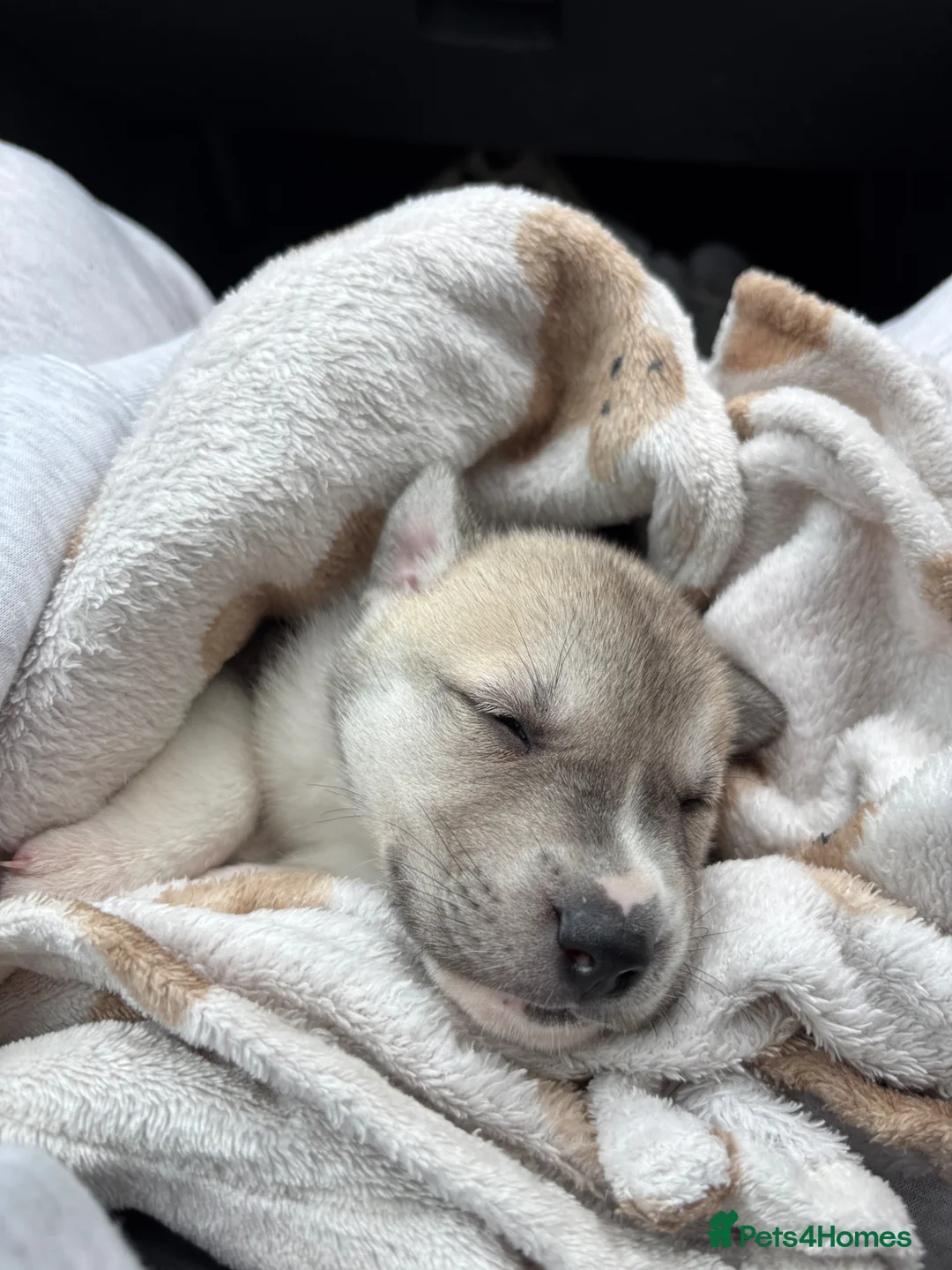 Mixed Breed dogs for sale: 3 rescue puppies available  - Advert 2