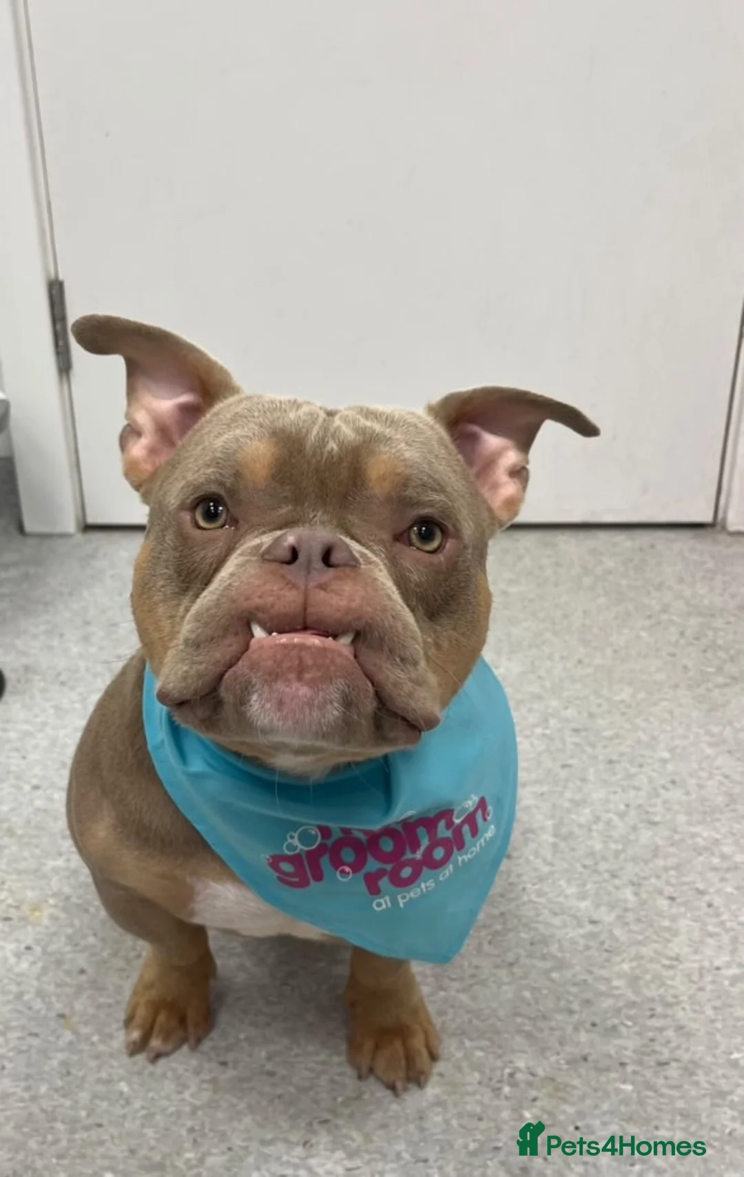 American Bully dogs for sale: Boycie  - Advert 2