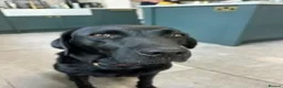 Labrador Retriever dogs for sale: 2 week old  Labrador Puppies  - Advert 2