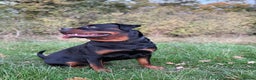 Rottweiler dogs for stud: 100% German Rottweiler - Advert 3