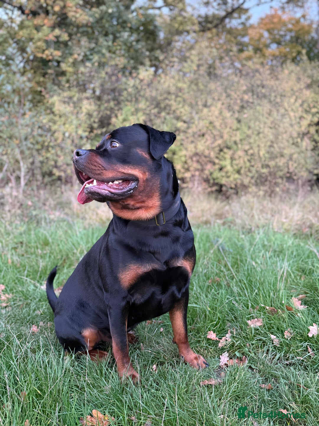 Rottweiler dogs for stud: 100% German Rottweiler - Advert 3