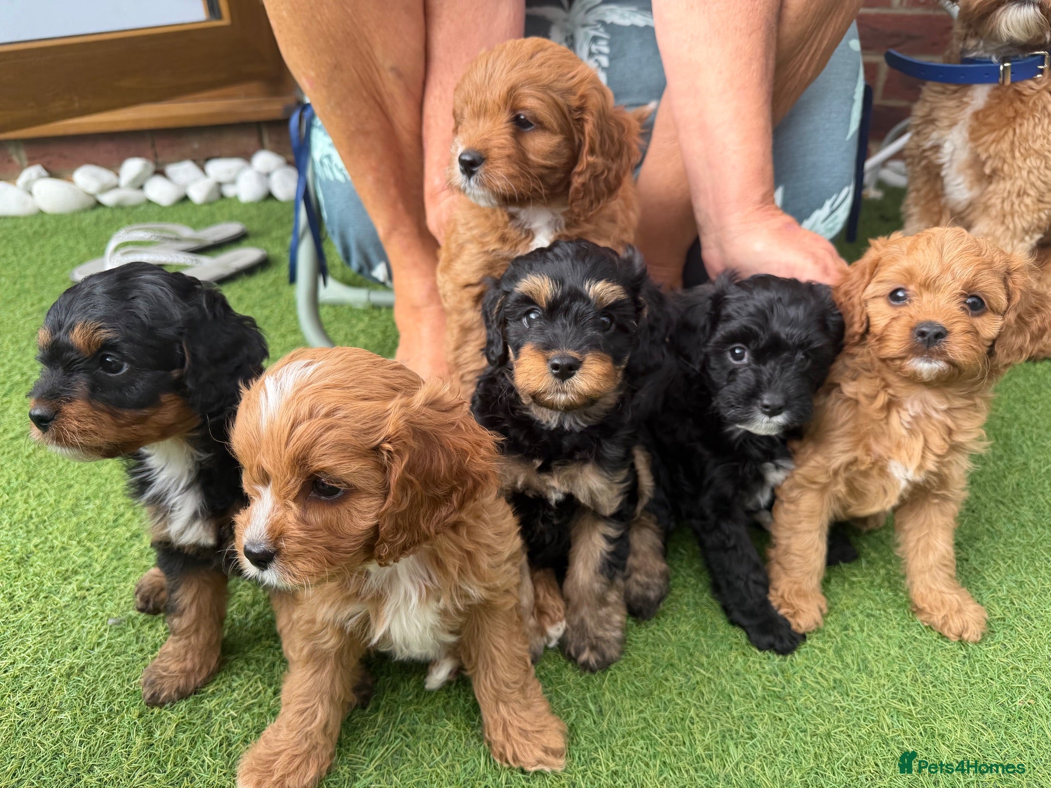 Cavapoo dogs Cavapoo puppies for sale - Advert 1