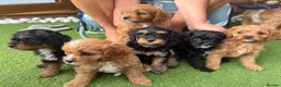 Cavapoo dogs for sale: Cavapoo puppies for sale in Evesham - Advert 1
