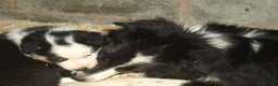Border Collie dogs for sale: Border Collie puppies  - Advert 5