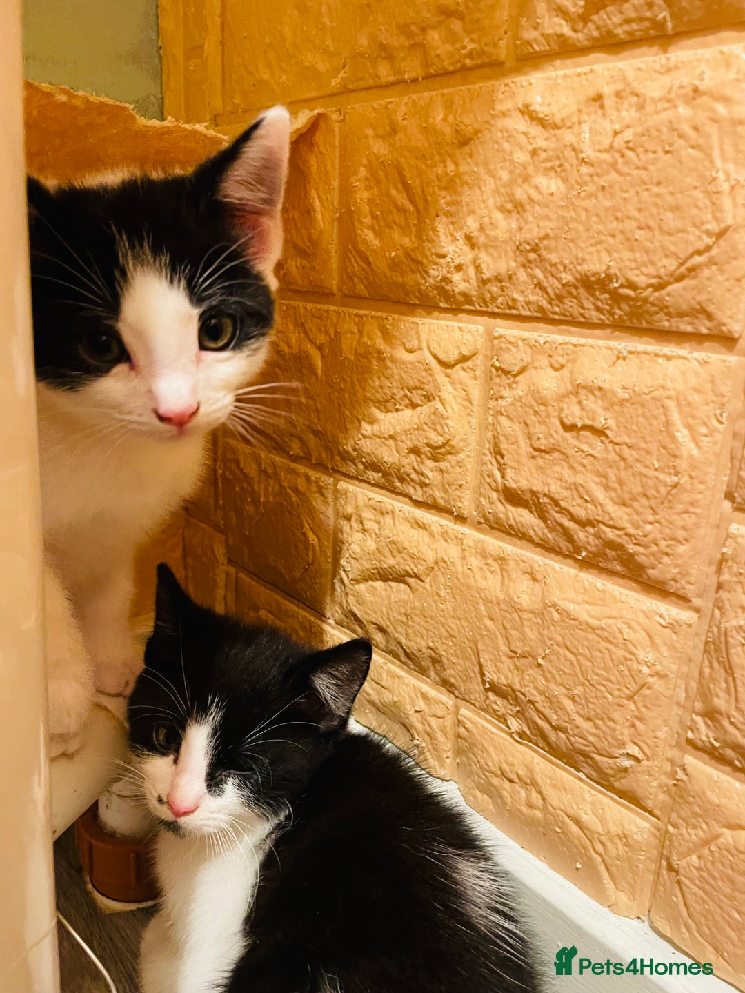 Mixed Breed cats for sale: Kitten - Image 3