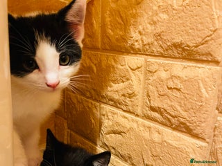 Mixed Breed cats - Advert 27