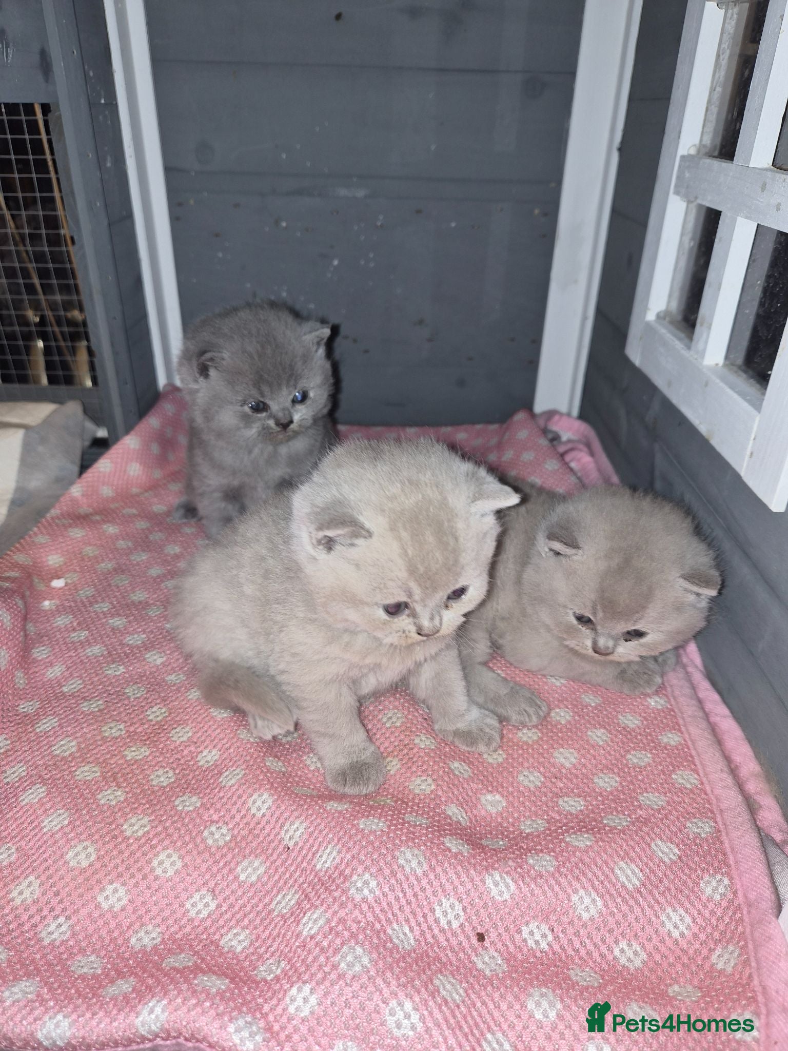 British Shorthair cats 🌟 Stunning British Shorthair Kittens 🌟 - Advert 1