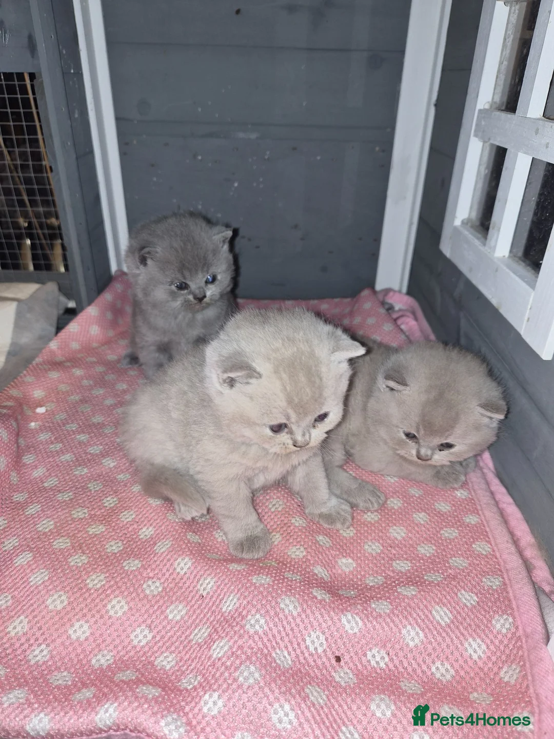British Shorthair cats for sale: 🌟 Stunning British Shorthair Kittens 🌟 - Advert 1