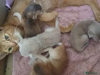 Abyssinian cats 2 Abyssinian brothers - Advert 16