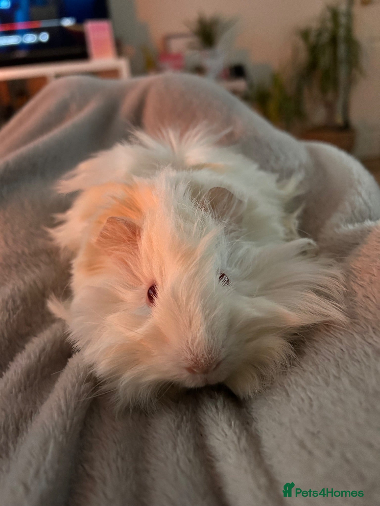 Guinea Pig rodents beautiful pew friendly Peruvian long haired boy  - Advert 12