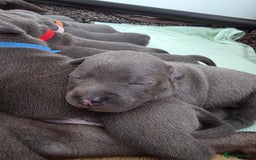 Staffordshire Bull Terrier dogs for sale: Staffordshire Bull Terrier Puppies - Image 17