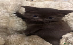 British Shorthair cats for sale: GCCF Registered 5 Generation British Shorthair - Image 3