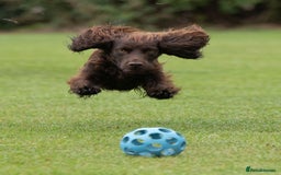 Cocker Spaniel dogs for stud: Working cocker at studs in Ashford - Image 9
