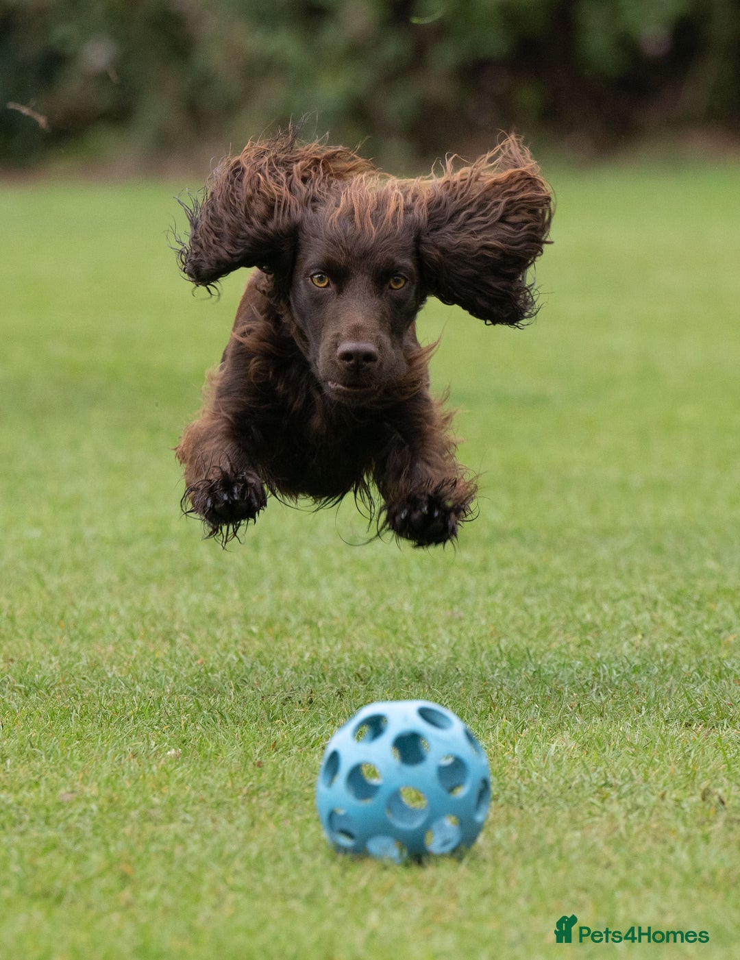 Cocker Spaniel dogs for stud: Working cocker at studs in Ashford - Image 9