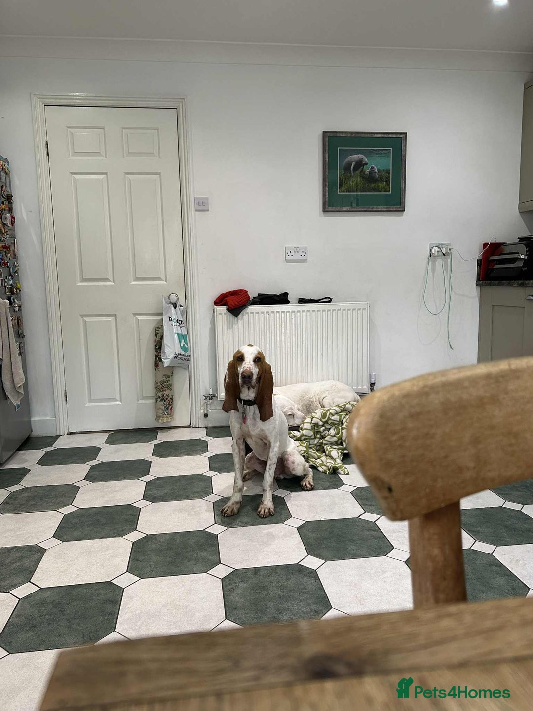 Mixed Breed dogs for adoption: Rocky - handsome Sabueso Hound for adoption - Advert 1