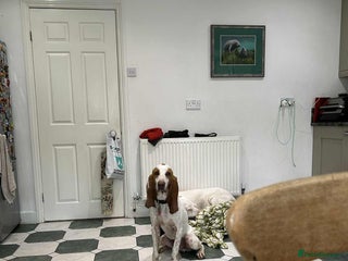 Mixed Breed dogs Rocky - handsome Sabueso Hound for adoption - Advert 13