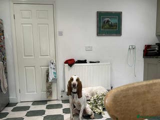 Mixed Breed dogs Rocky - handsome Sabueso Hound for adoption - Advert 3