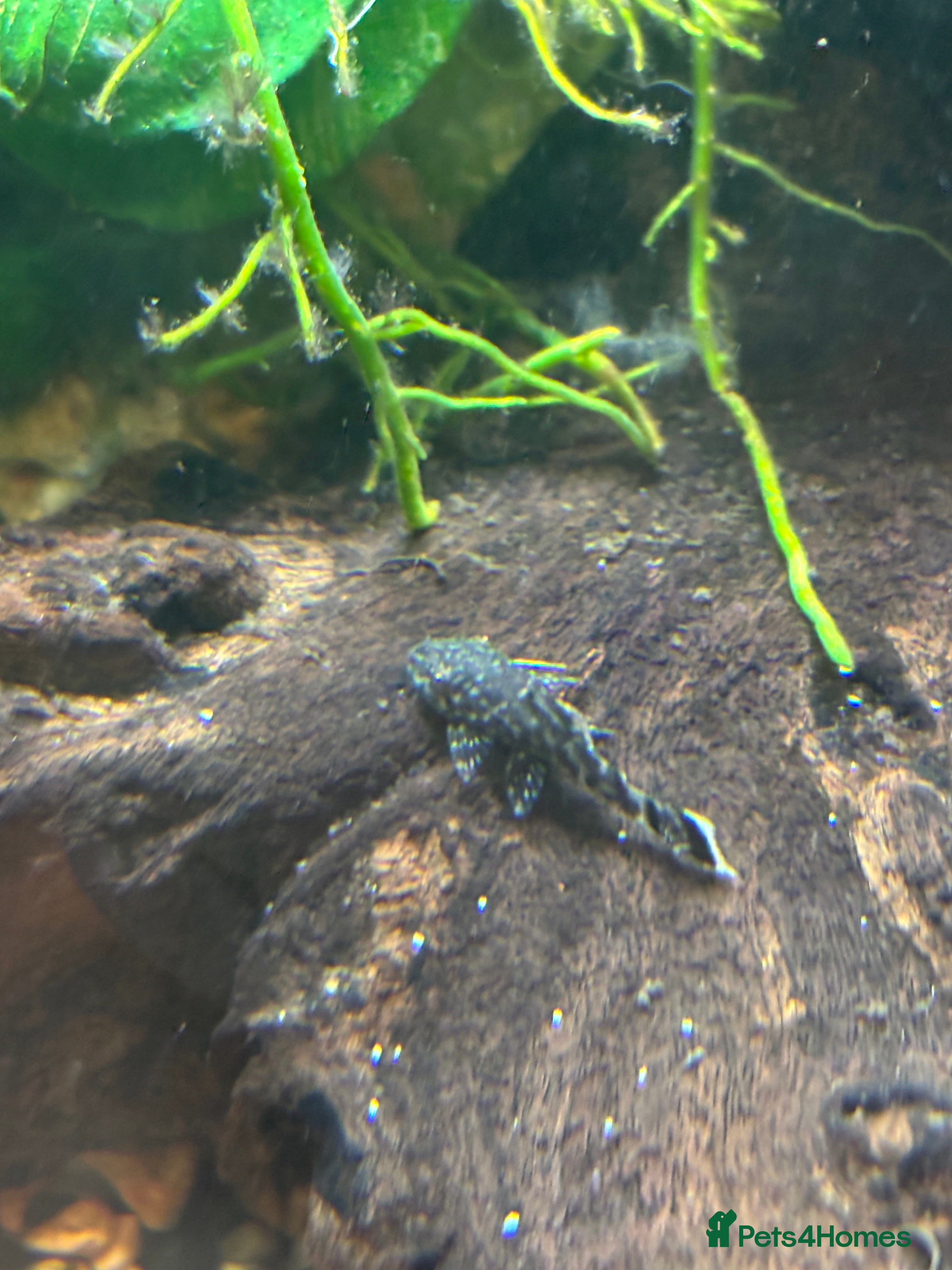 Plecos fish Pleco babies.  - Advert 2