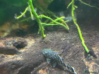 Plecos fish Pleco babies. in Sheffield - Advert 3