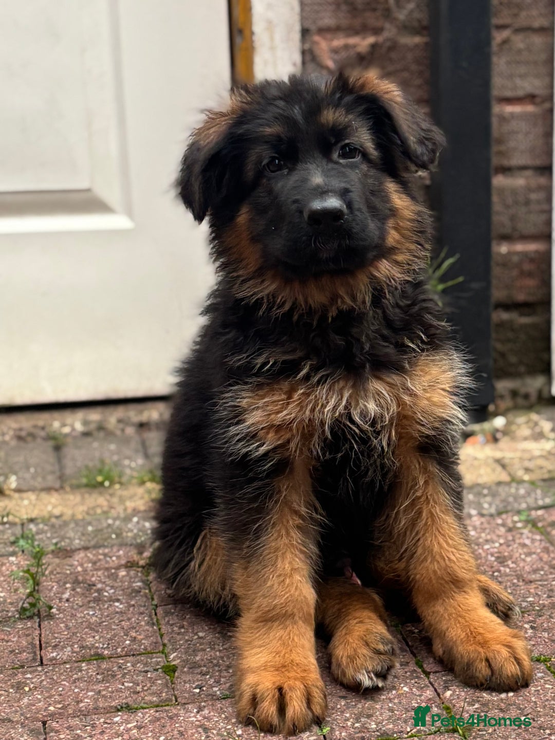 German Shepherd dogs for sale: Ready for new home. German Shepard 1 boy Left!!!  - Image 4