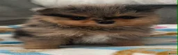 Pomeranian dogs for sale: AMAZING QUALITY POMERANIANS - Advert 7