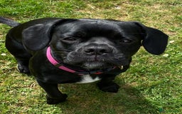 Mixed Breed dogs for sale: Dexter - Image 3