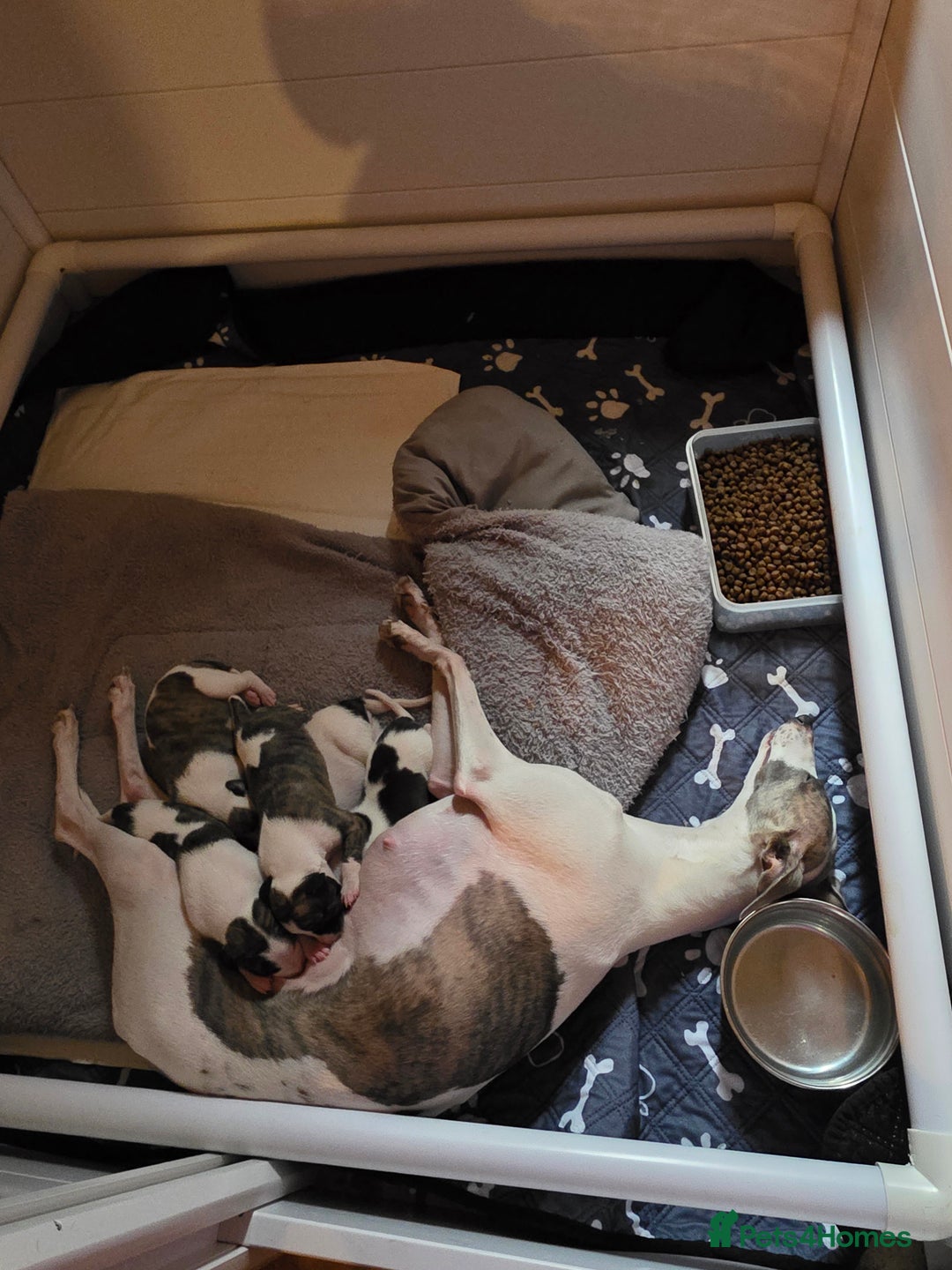 Whippet dogs for sale: whippet bitches - Advert 2