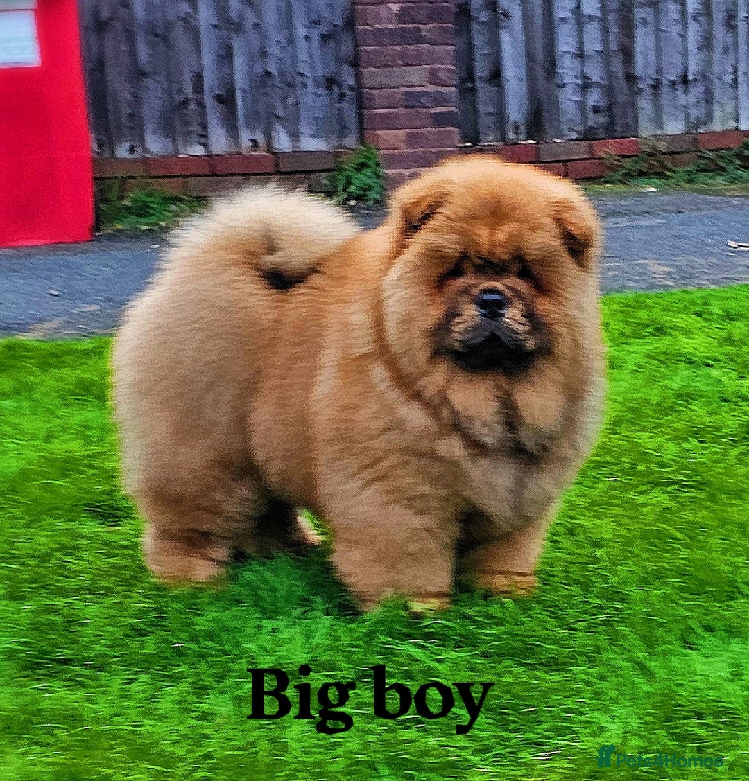 Chow Chow dogs for sale: Crufts pedigree litter  - Advert 2