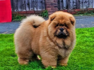 Chow Chow dogs Crufts pedigree litter - Advert 6
