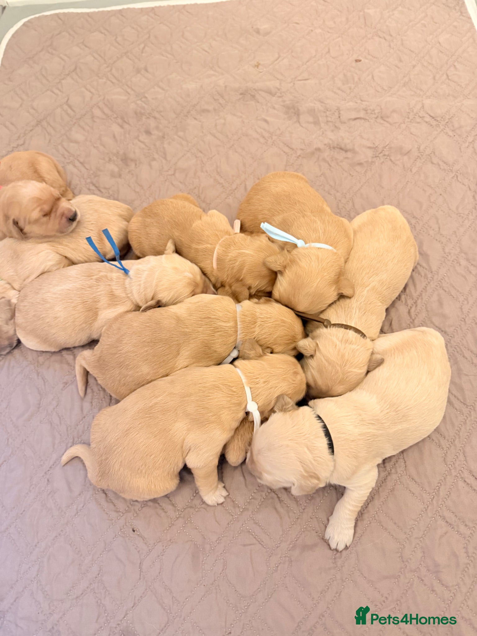 Golden Retriever dogs Beautiful Golden Retriever Puppys - Advert 1