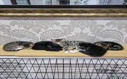 Domestic Shorthair cats for sale: Kittens - Advert 5