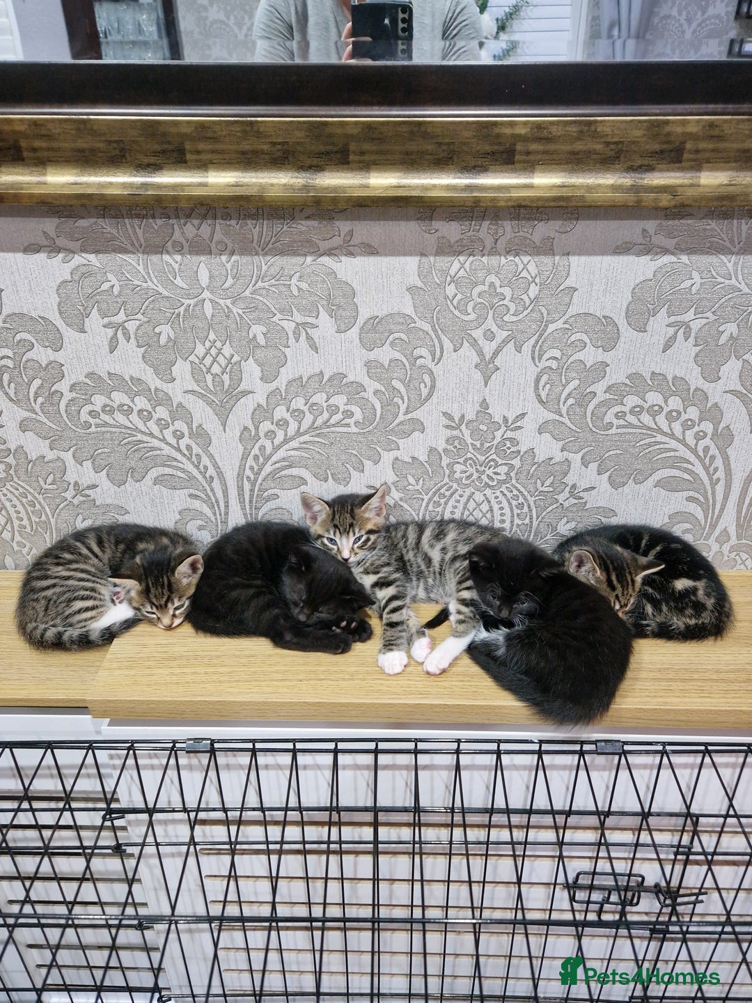 Domestic Shorthair cats for sale: Kittens - Advert 5