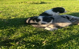 Border Collie dogs for sale: Border collie pups - Image 4