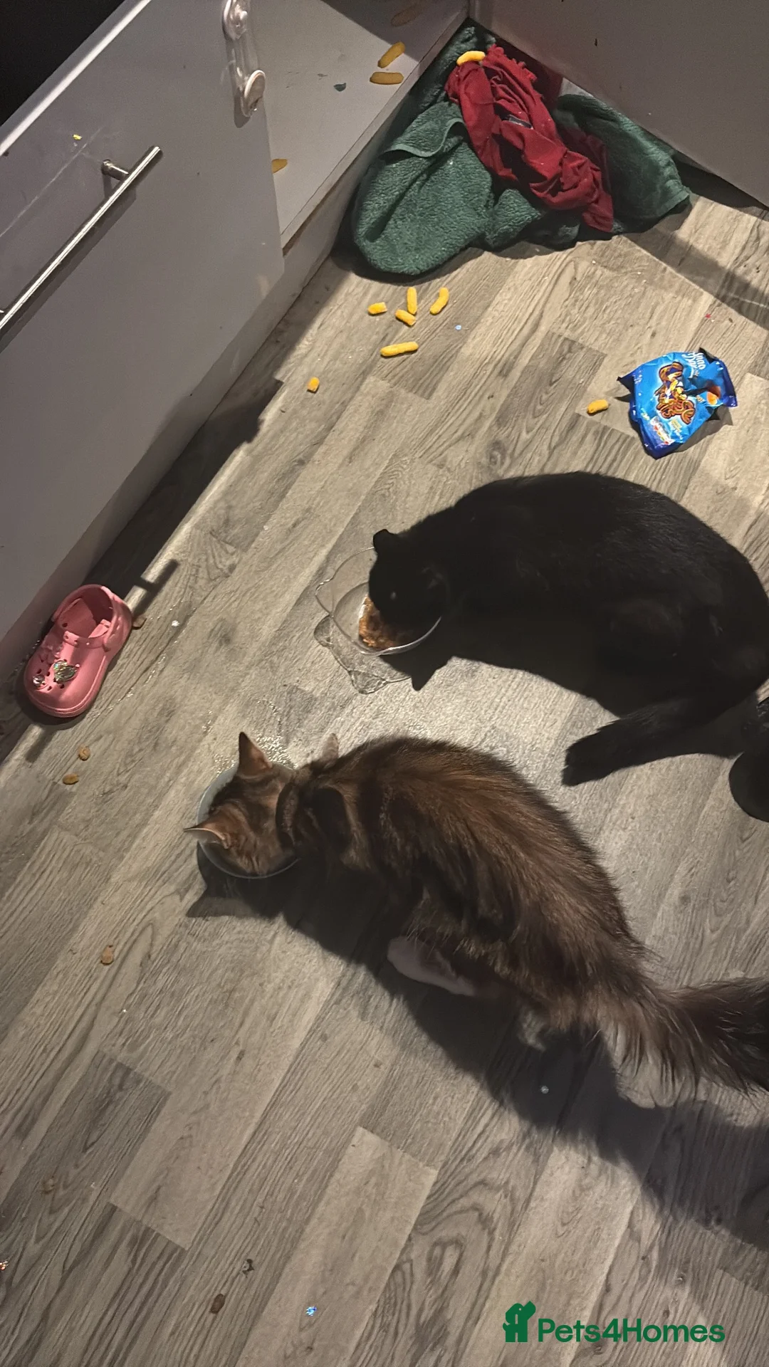 Mixed Breed cats for sale: 2 female cats in Manchester - Advert 1