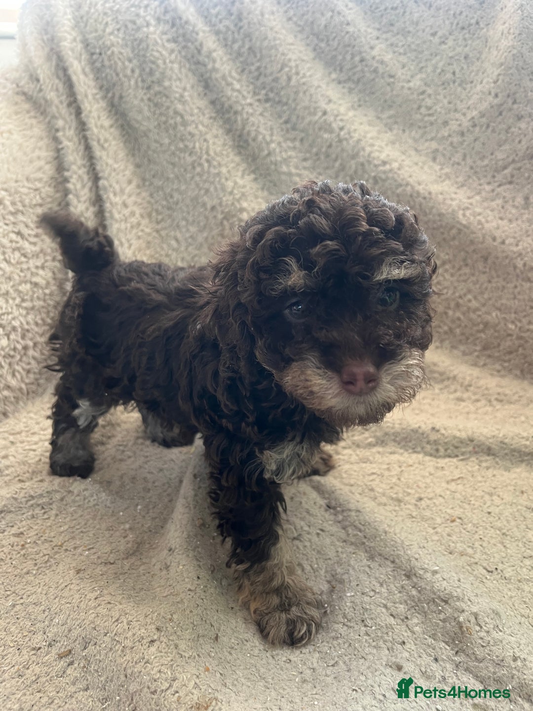 Toy Poodle dogs for sale: Toy poodle puppies - Advert 16