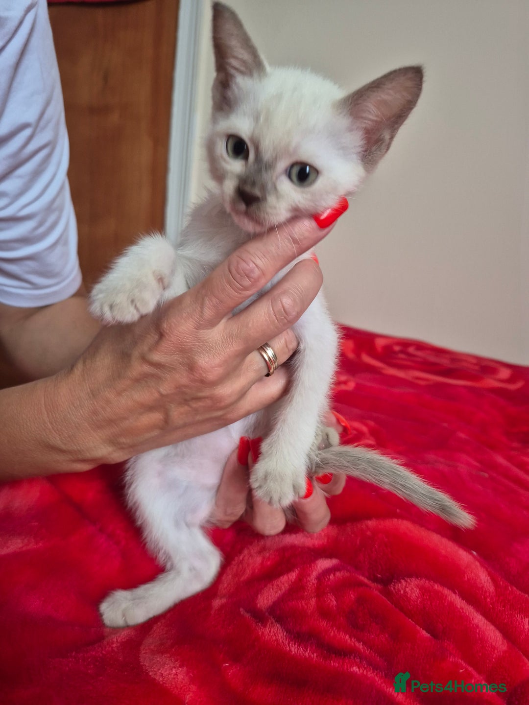 Mixed Breed cats for sale: Lovely Burmese cross Siamese kittens ready to go - Image 8