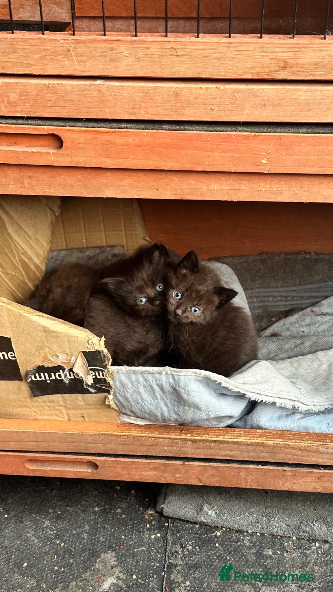 Mixed Breed cats Cute Chocolate Brown Fluffy Kittens - Advert 7