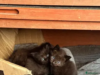 Mixed Breed cats Cute Chocolate Brown Fluffy Kittens - Advert 2