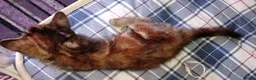 Domestic Shorthair cats for sale: Cute 9 week old kitten  - Advert 2