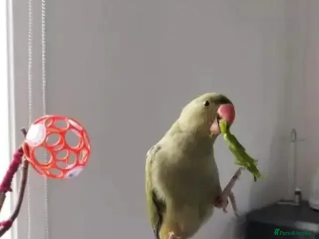 Budgerigars birds for sale: Pair young olive male and common female - Advert 6