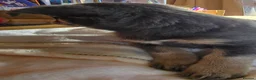 Chihuahua dogs for sale: Gorgeous Chiuahaha pups! - Advert 20