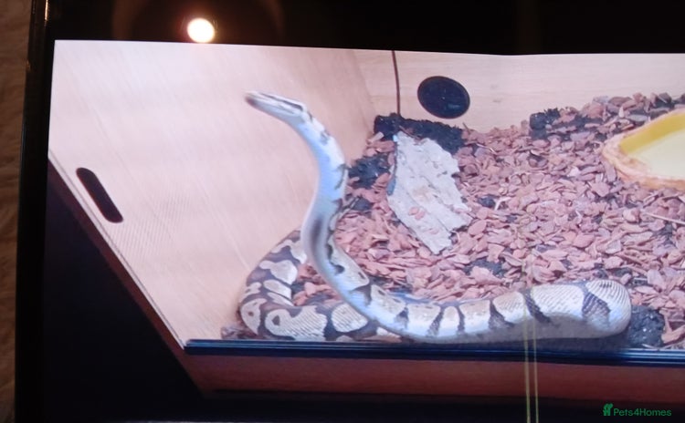 Snake reptiles - Advert 1