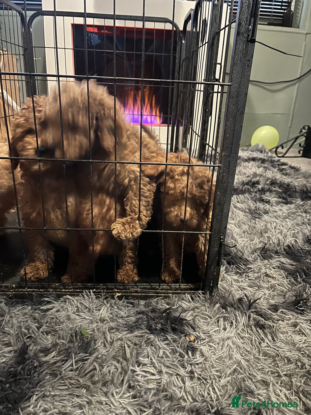 Mini Goldendoodle dogs for sale: Mini golden doodle f1b - Advert 11