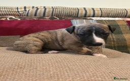 Whippet dogs for sale: Whippet Pups  - Image 6