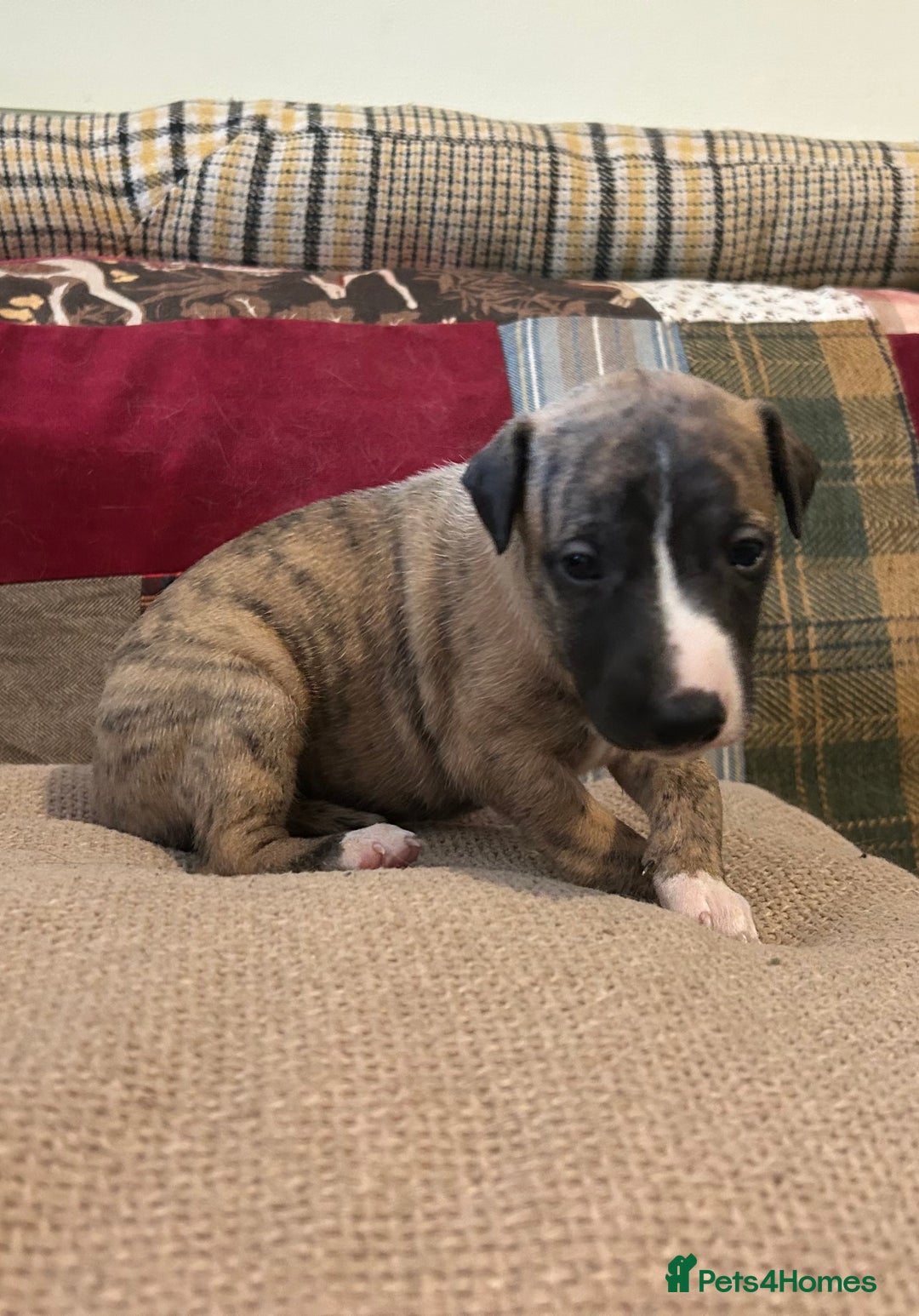 Whippet dogs for sale: Whippet Pups  - Image 6