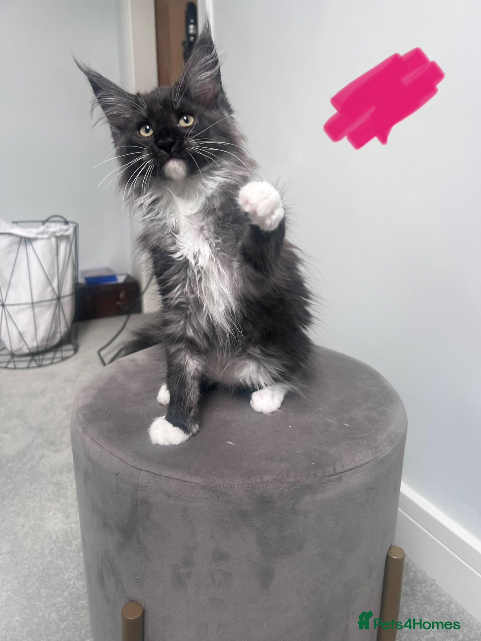 Maine Coon cats 4 kittens left reduced 🐱 Ready to leave now  - Advert 2