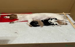 Cocker Spaniel dogs for sale: Well Bred Working Cocker Spaniel Puppies - Image 1