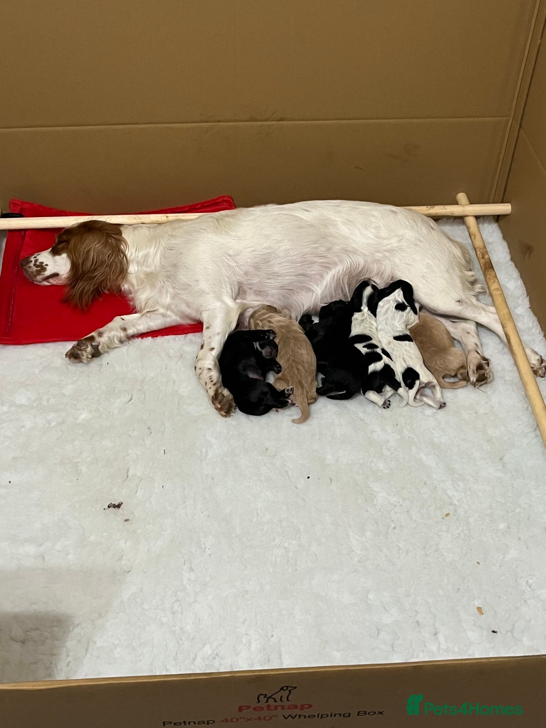 Cocker Spaniel dogs for sale: Well Bred Working Cocker Spaniel Puppies - Image 1
