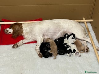 Cocker Spaniel dogs - Advert 4