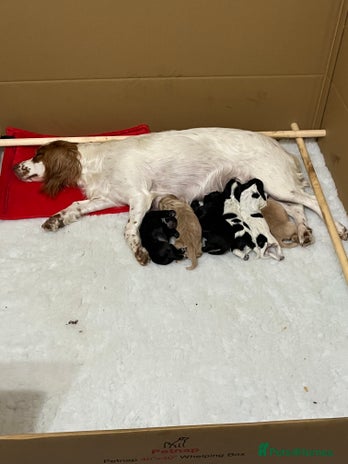 Cocker Spaniel dogs - Advert 1